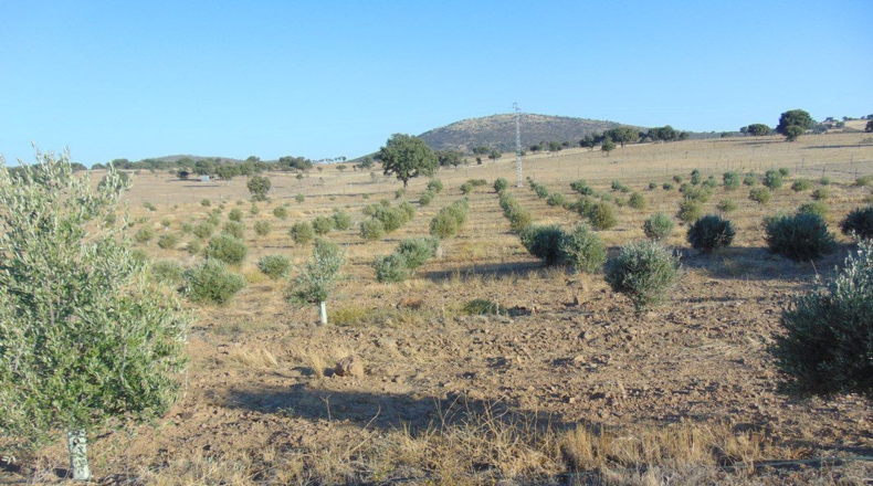 Jaén - Aldeaquemada - 86000m2