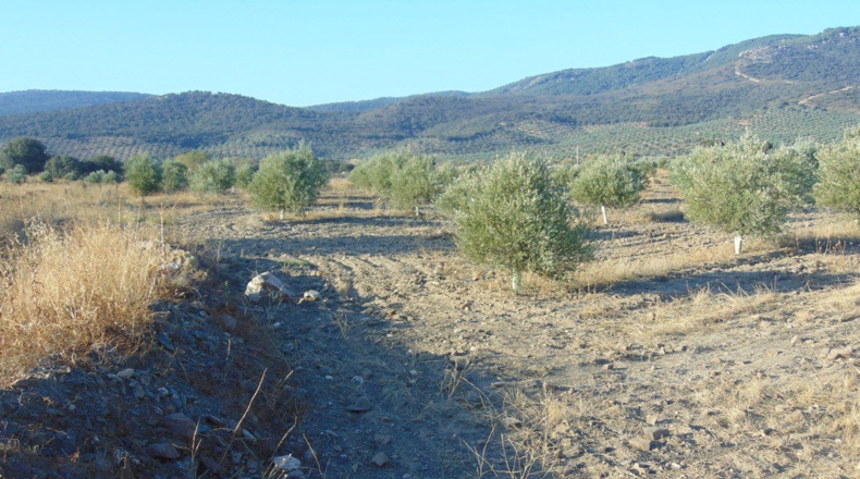 Jaén - Aldeaquemada - 86000m2