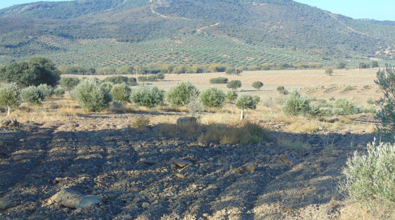 Jaén - Aldeaquemada - 86000m2