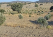 Non-developable land for sale in Aldeaquemada ref: TR53654 photo