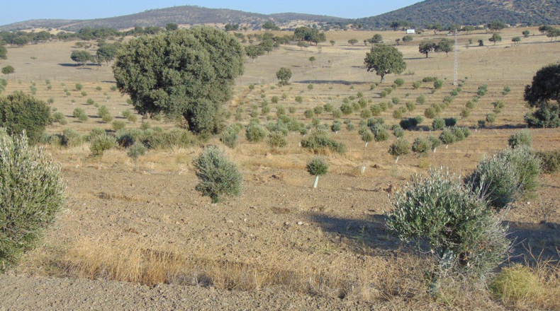 Jaén - Aldeaquemada - 86000m2