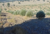 Non-developable land for sale in Aldeaquemada ref: TR53654 photo