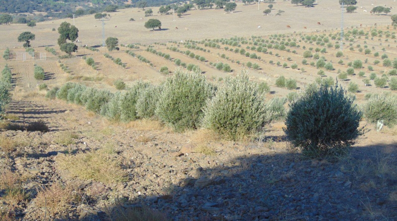 Jaén - Aldeaquemada - 86000m2