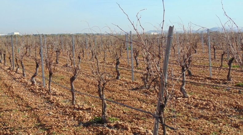 Ciudad Real - Valdepeñas - 253696m2