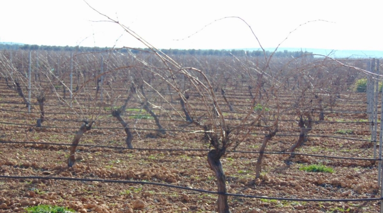 Ciudad Real - Valdepeñas - 253696m2