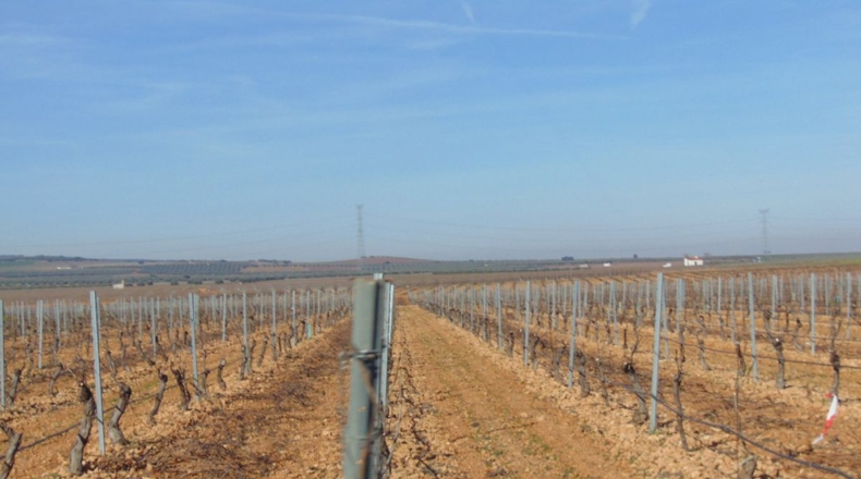 Ciudad Real - Valdepeñas - 253696m2