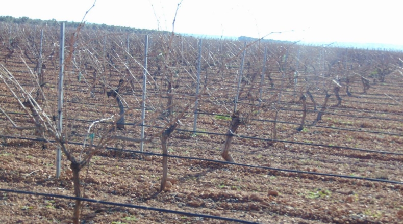 Ciudad Real - Valdepeñas - 253696m2
