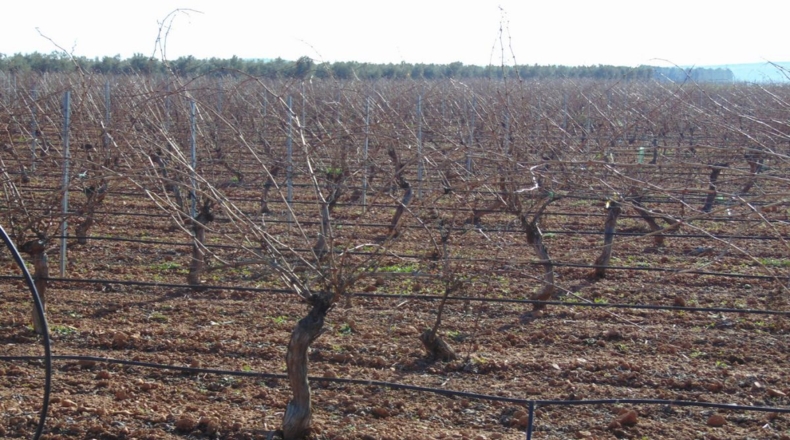 Ciudad Real - Valdepeñas - 253696m2