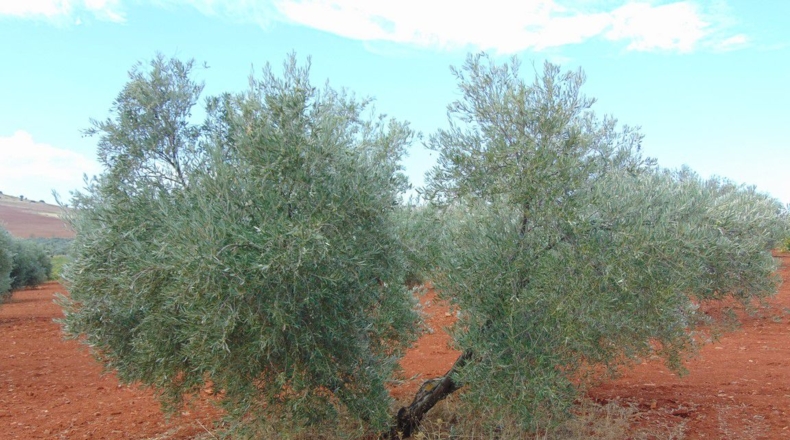 Ciudad Real - Valdepeñas - 18200m2