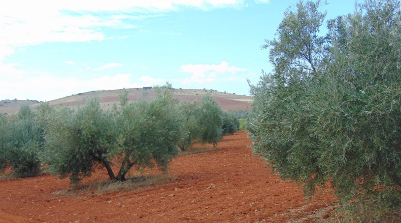 Ciudad Real - Valdepeñas - 18200m2
