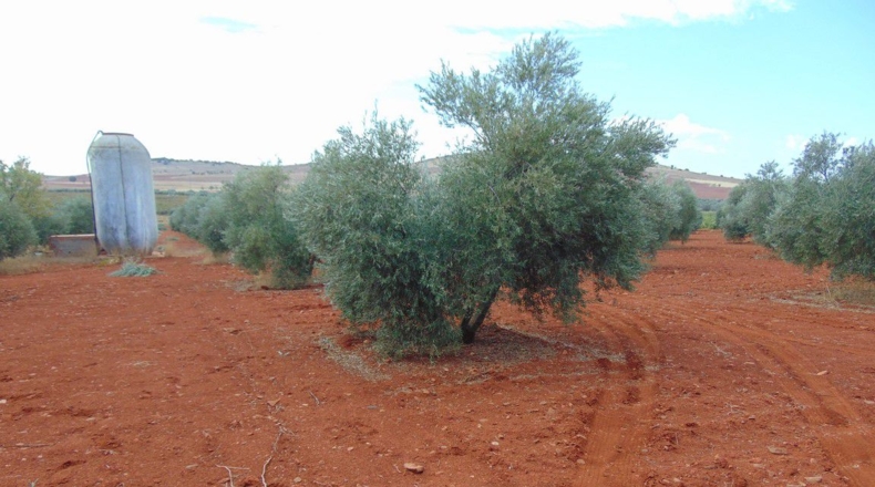 Ciudad Real - Valdepeñas - 18200m2