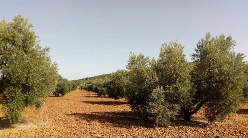 Ciudad Real - Ciudad Real - 10000m2
