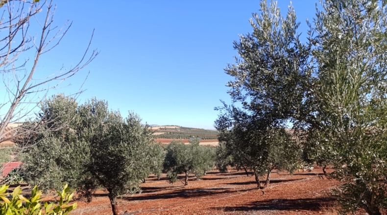 Ciudad Real - Ciudad Real - 10000m2
