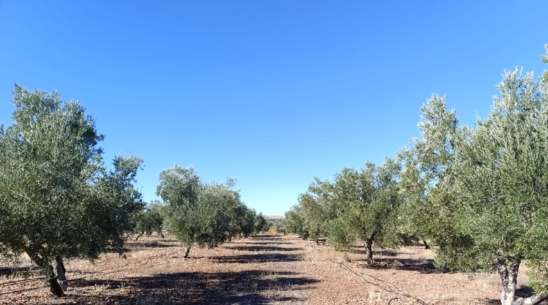 Ciudad Real - Ciudad Real - 10000m2