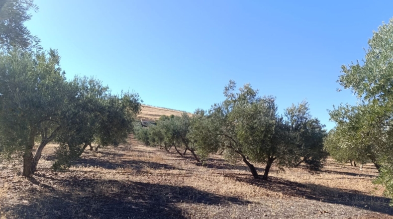 Ciudad Real - Ciudad Real - 10000m2