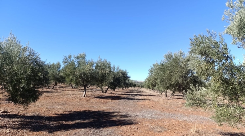 Ciudad Real - Ciudad Real - 10000m2