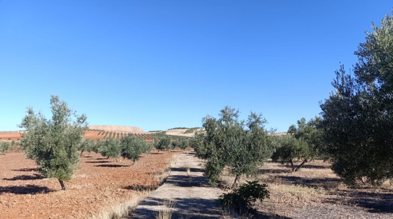 Ciudad Real - Ciudad Real - 10000m2