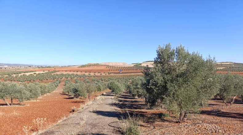 Ciudad Real - Ciudad Real - 10000m2