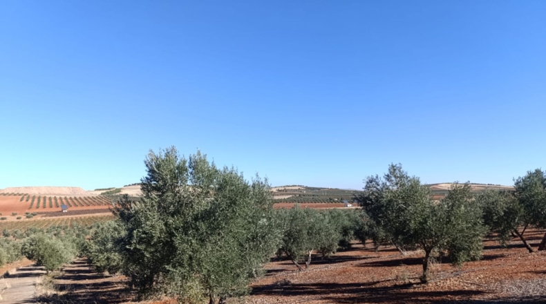 Ciudad Real - Ciudad Real - 10000m2