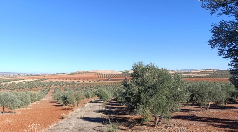 Ciudad Real - Ciudad Real - 10000m2