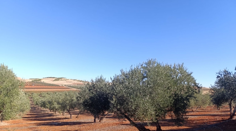 Ciudad Real - Ciudad Real - 10000m2