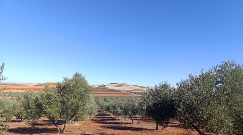 Ciudad Real - Ciudad Real - 10000m2