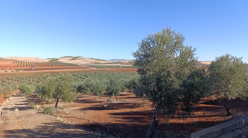 Ciudad Real - Ciudad Real - 10000m2