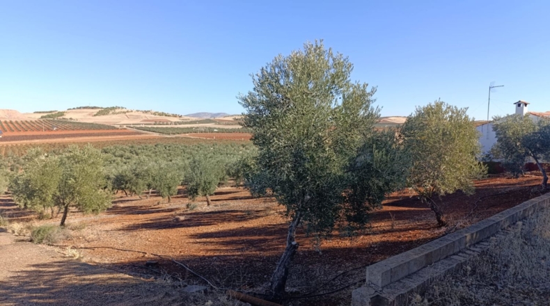 Ciudad Real - Ciudad Real - 10000m2