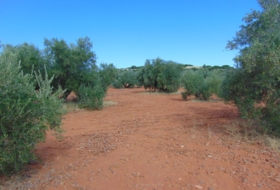 Valdepeñas 21300&nbsp;m² 