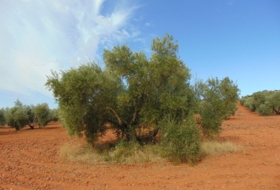 Valdepeñas 21300&nbsp;m² 