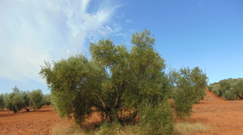 Ciudad Real - Valdepeñas - 21300m2