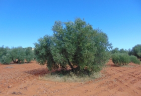 Valdepeñas 21300&nbsp;m² 