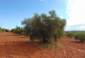Valdepeñas 21300&nbsp;m² 