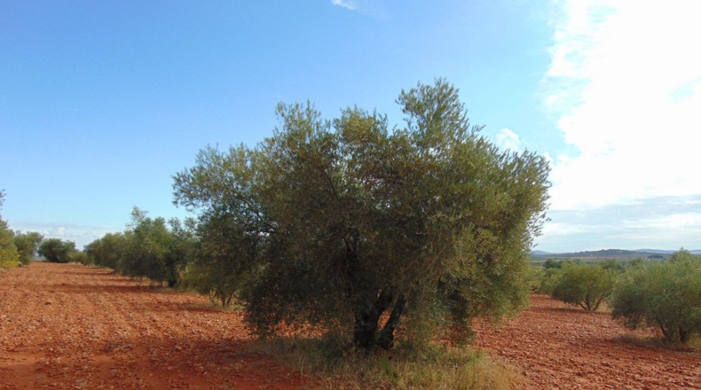 Ciudad Real - Valdepeñas - 21300m2