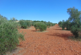 Valdepeñas 21300&nbsp;m² 