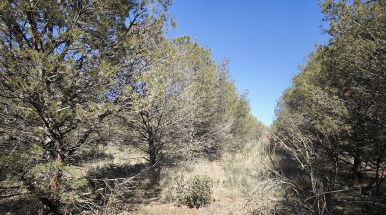 Ciudad Real - Valdepeñas - 37300m2