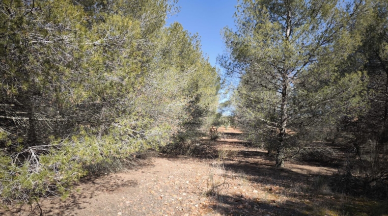 Ciudad Real - Valdepeñas - 37300m2