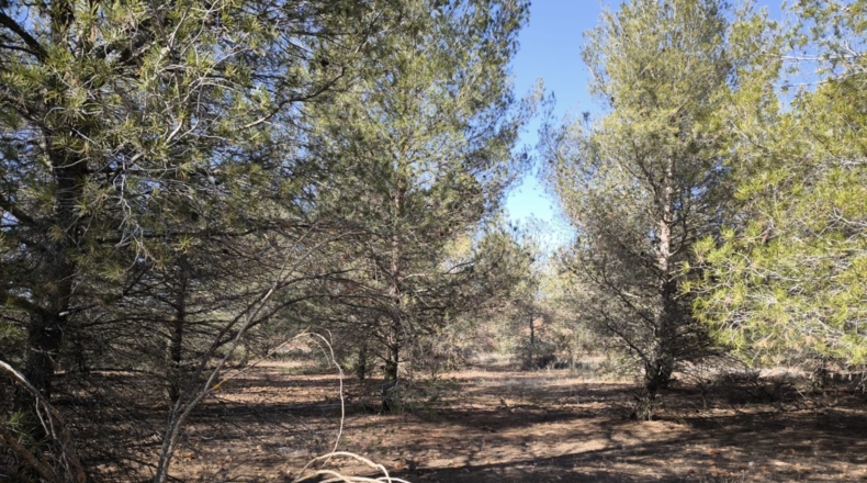 Ciudad Real - Valdepeñas - 37300m2