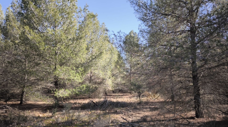 Ciudad Real - Valdepeñas - 37300m2