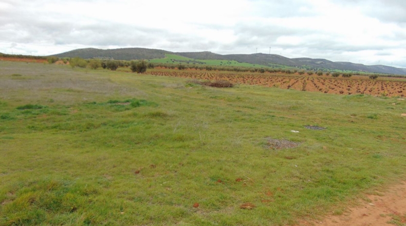 Ciudad Real - San Carlos del Valle - 15000m2