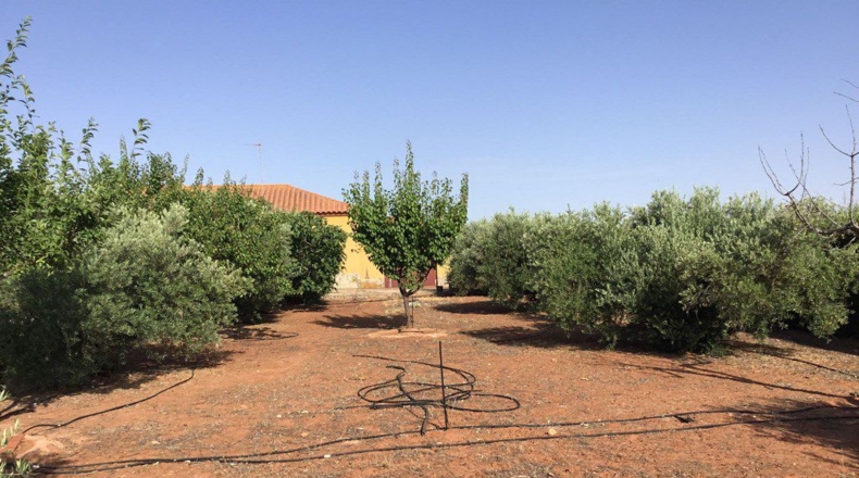 Ciudad Real - Villanueva de los Infantes - 24625m2