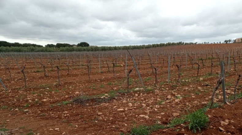 Ciudad Real - Valdepeñas - 170800m2