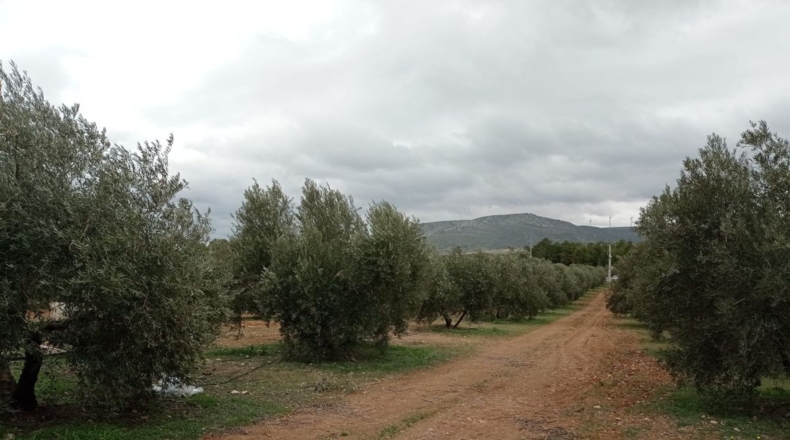 Ciudad Real - Valdepeñas - 170800m2