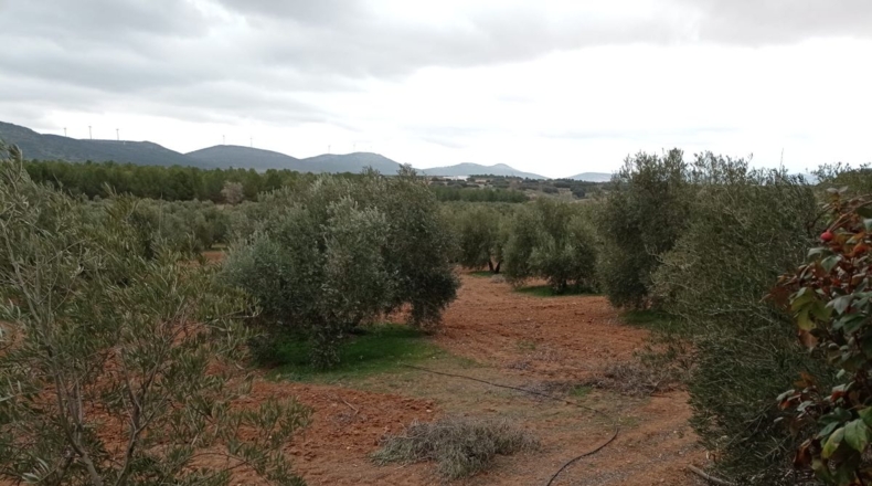 Ciudad Real - Valdepeñas - 170800m2