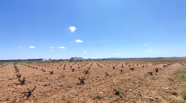 Ciudad Real - Valdepeñas - 16000m2