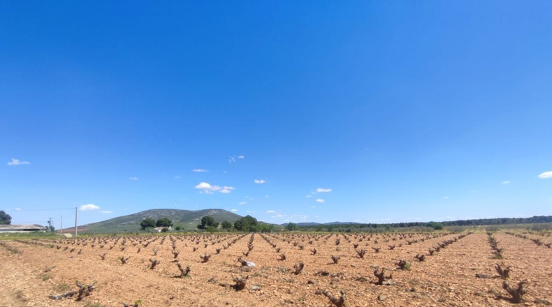 Ciudad Real - Valdepeñas - 16000m2