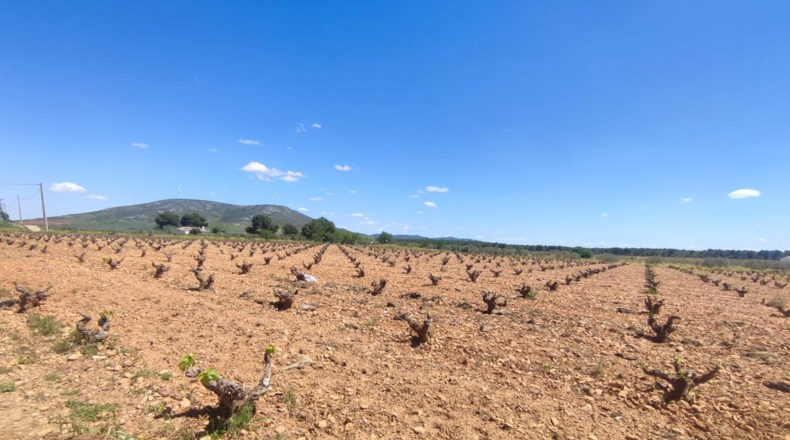 Ciudad Real - Valdepeñas - 16000m2