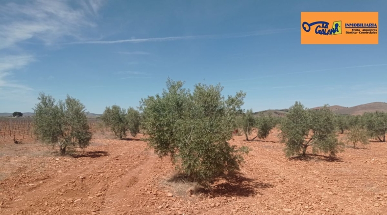 Burgos - Энтрамбасагуас - 51000m2