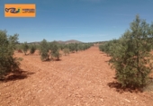 Finca rústica en venda a Valdepeñas ref.: TR353646 foto