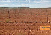 Finca rústica en venda a Valdepeñas ref.: TR353646 foto